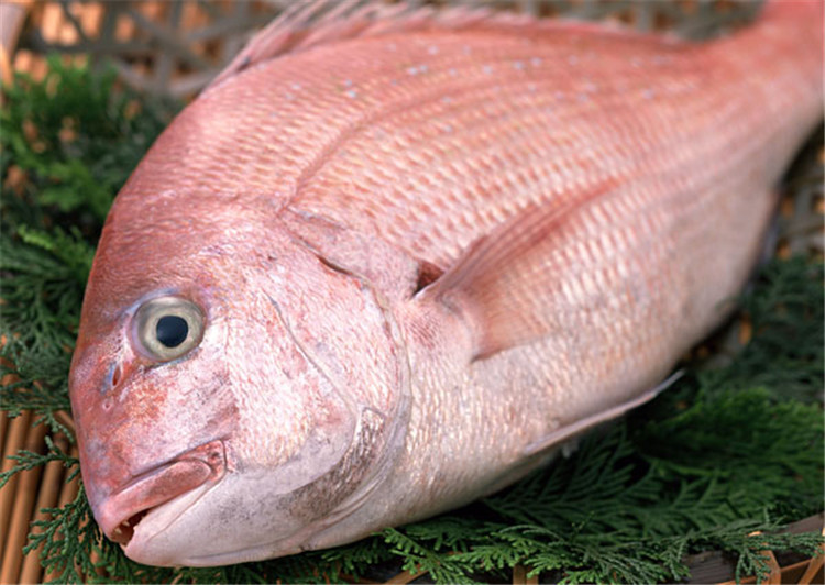 加吉鱼 红鲷鱼 200/400g 野生海捕 婚宴