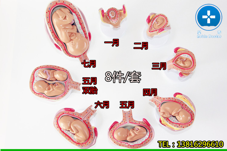星寿品牌医用人体妊娠发育过程模型胚胎模型胎儿模型子宫胎儿位置