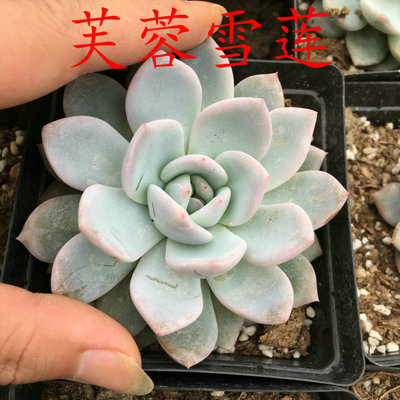 8217 芙蓉雪蓮 大顆品相好 多肉植物 肉肉植物 辦公室綠植盆栽