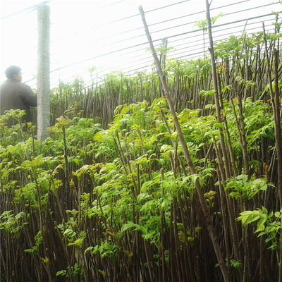 基地直銷香椿樹苗 現貨供應大棚種植香椿苗 規格齊全黑油香椿苗