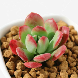 百名卉 胭脂莲/红稚莲 小株3~5cm 多肉植物微景观制作批发 上海市