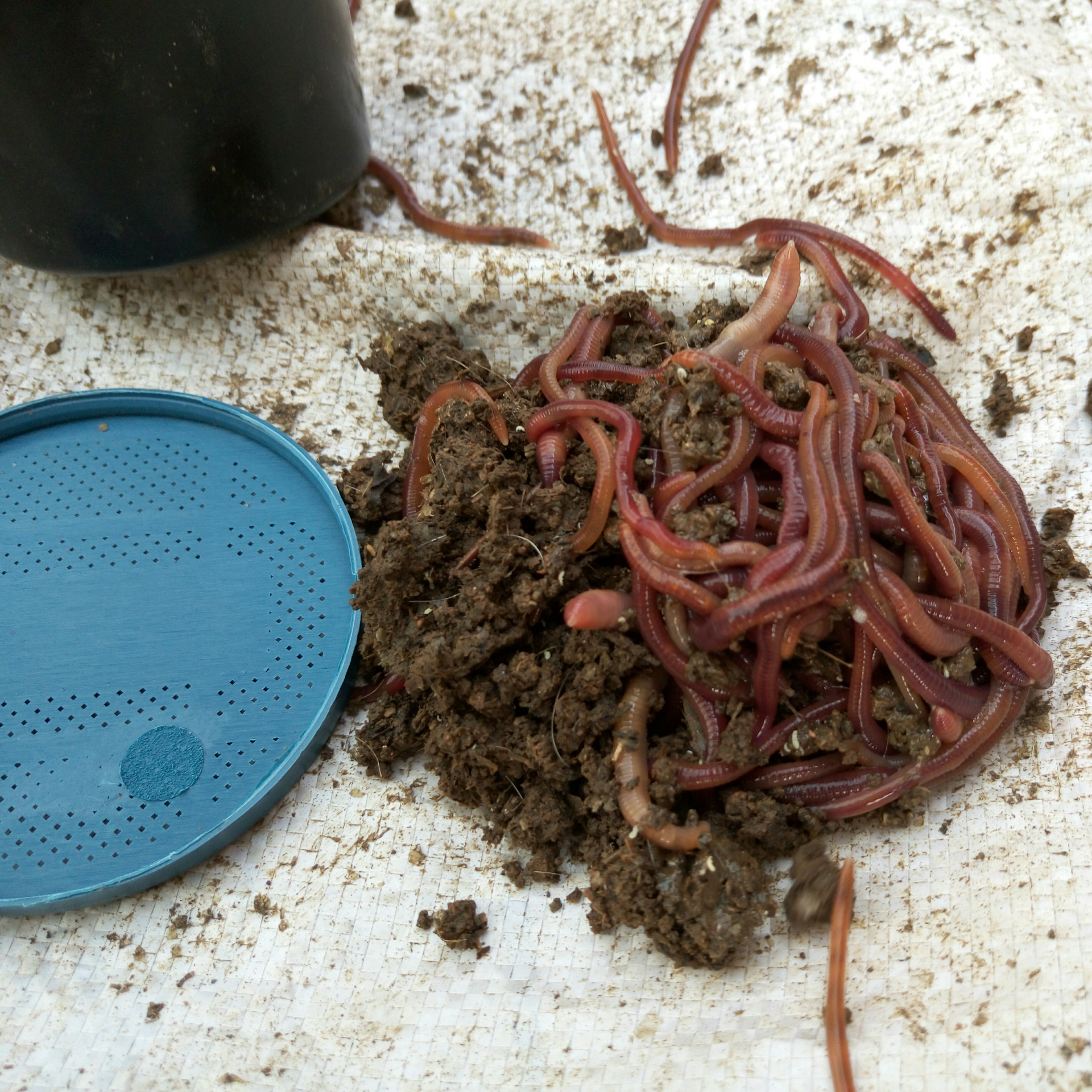 江蘇特種養殖動物大平二號優質紅蚯蚓種苗魚餌飼料大量出售